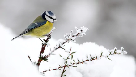  Eurasian Blue Tit (cyanistes caeruleus) by Harry Bursell