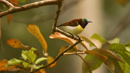 HD PC desktop wallpaper of a Purple-rumped sunbird (bird, animal) perched on a leafy branch, vivid iridescent plumage against a soft-focus forest background.