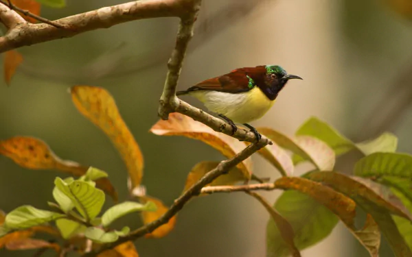 HD PC desktop wallpaper of a Purple-rumped sunbird (bird, animal) perched on a leafy branch, vivid iridescent plumage against a soft-focus forest background.