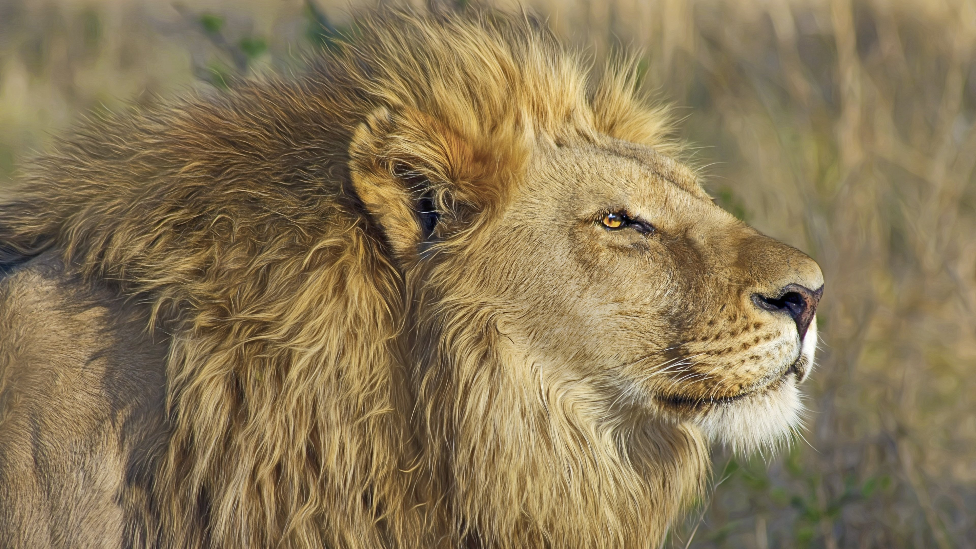 The Lion King by Michael Siebert