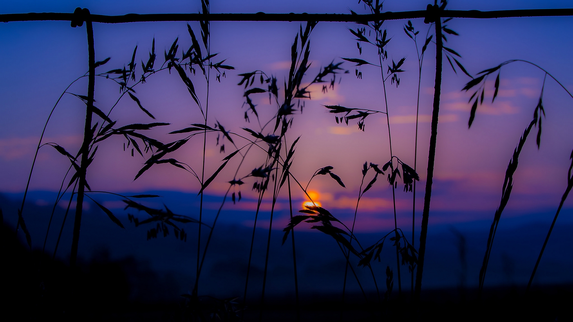 Download Plant Nature Sunset HD Wallpaper