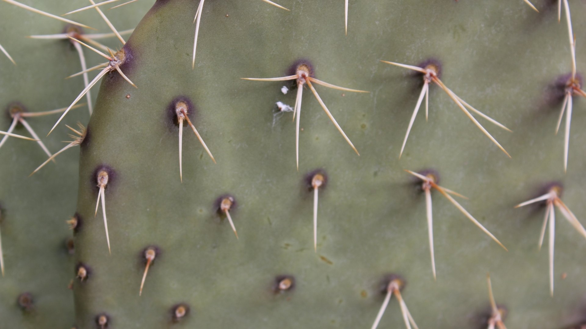 Download Nature Cactus Thorns 4k Ultra HD Wallpaper