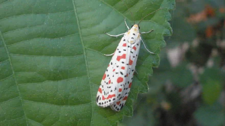 Animal moth HD Desktop Wallpaper | Background Image