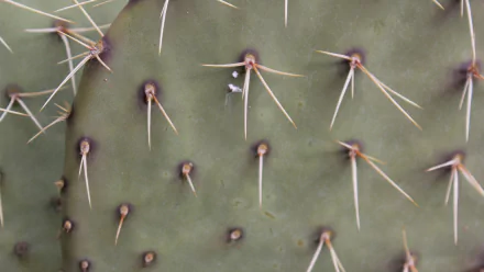 nature cactus HD Desktop Wallpaper | Background Image