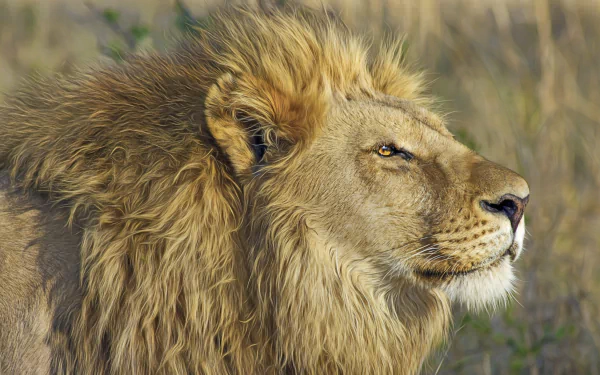  The Lion King by Michael Siebert