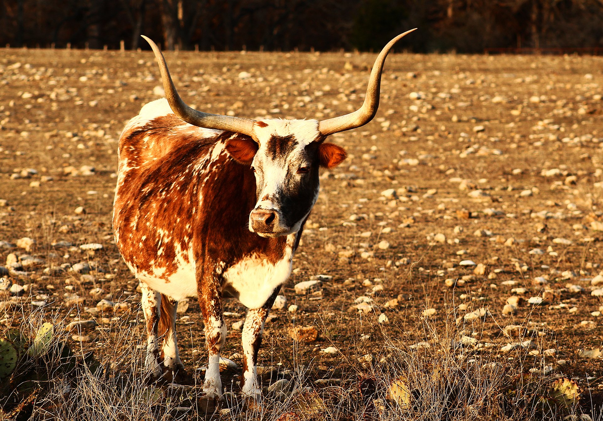 Kerrville Longhorn by Zachary