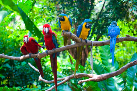 A vibrant display of Blue-and-yellow and Red-and-green Macaws perched on a branch, surrounded by lush greenery, captures the beauty of these tropical birds in stunning detail.