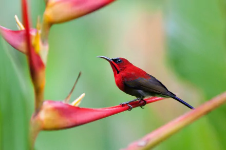 macro bird Animal sunbird HD Desktop Wallpaper | Background Image