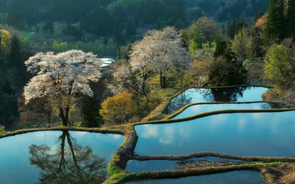 HD desktop wallpaper featuring serene man-made rice terraces with reflecting water and blooming trees, set against a lush, forested hillside.