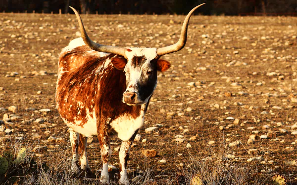  Kerrville Longhorn