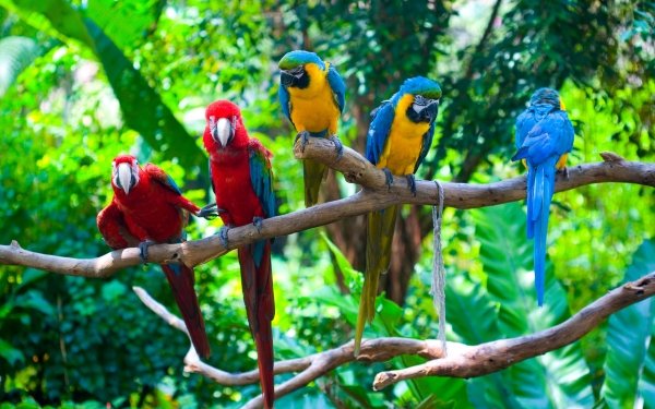 Animal Macaw Birds Parrots Parrot Bird red-and-green Macaw Blue-And-Yellow Macaw HD Wallpaper | Background Image
