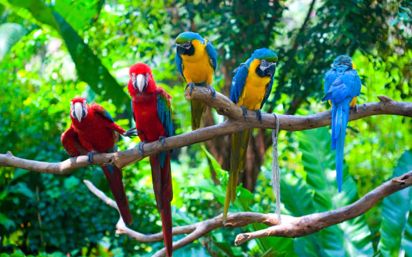 A vibrant display of Blue-and-yellow and Red-and-green Macaws perched on a branch, surrounded by lush greenery, captures the beauty of these tropical birds in stunning detail.