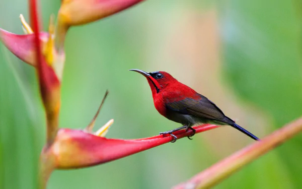 macro bird Animal sunbird HD Desktop Wallpaper | Background Image