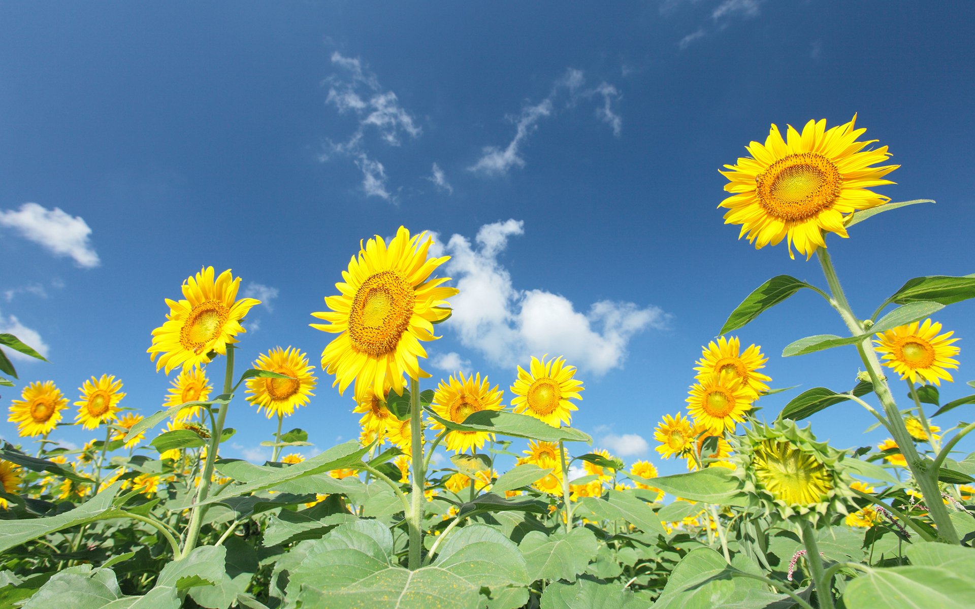 Download Nature Sunflower HD Wallpaper