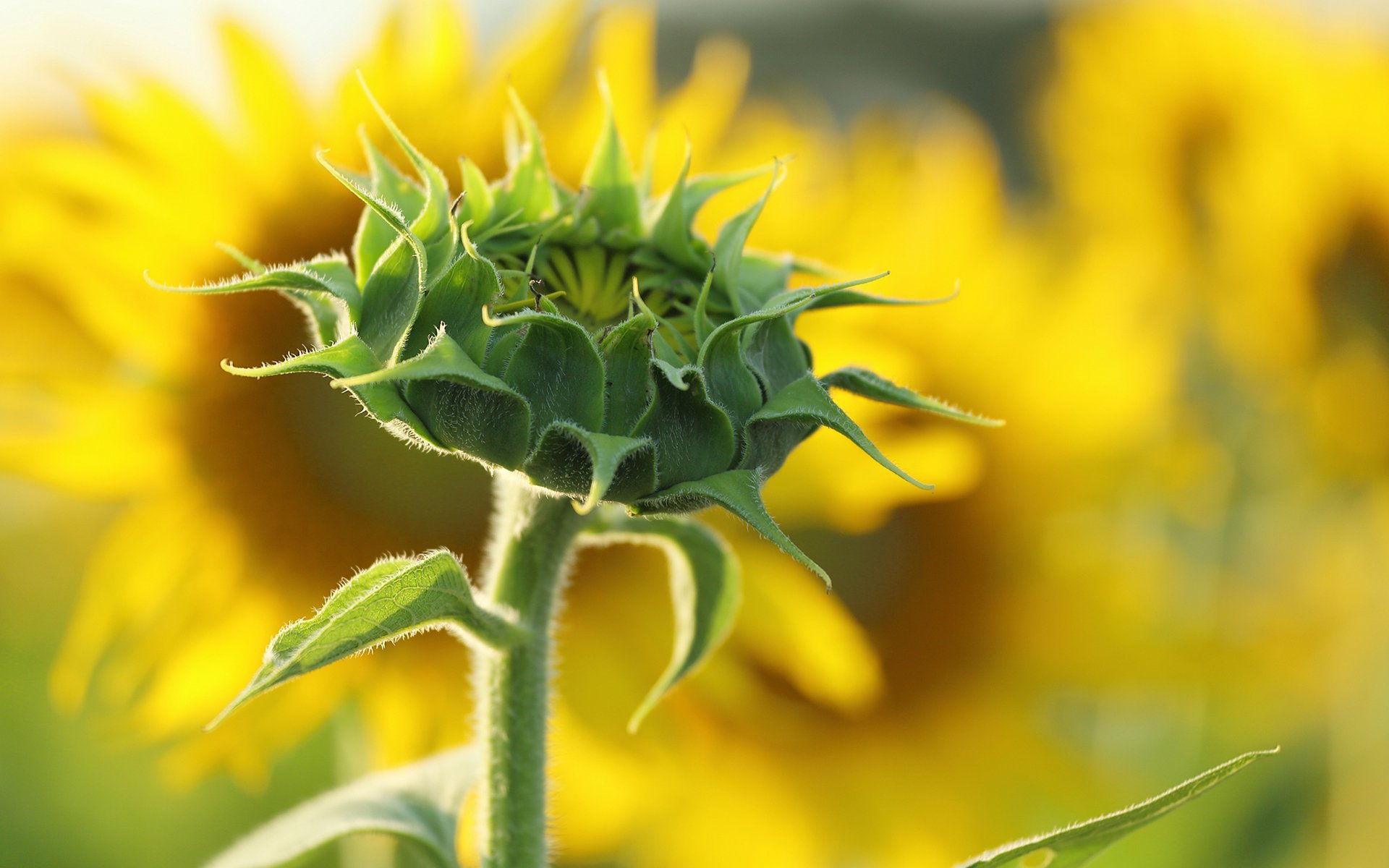 Download Nature Sunflower HD Wallpaper