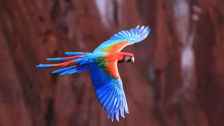 HD wallpaper featuring a vibrant red-and-green macaw in flight against a rocky background, showcasing the bird's vivid blue and green wing feathers. Tags: flight, parrot, macaw, Animal.