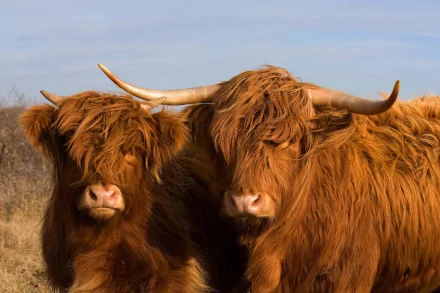 HD desktop wallpaper featuring two shaggy Highland cattle standing together with a clear blue sky background.
