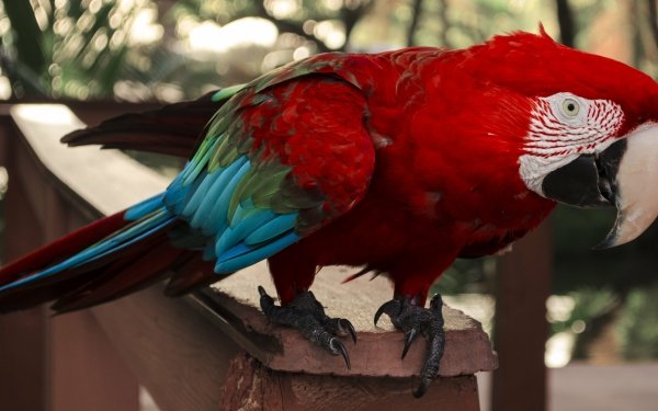 Animal Red-and-green Macaw Birds Parrots Macaw Parrot Bokeh HD Wallpaper | Background Image