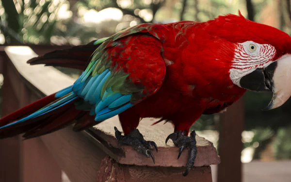 Vibrant red-and-green macaw perched with blurred bokeh background, captured in 4K Ultra HD as a stunning PC desktop wallpaper.