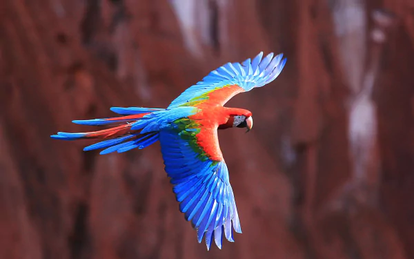 flight parrot macaw Animal red-and-green Macaw Red-and-green Macaw HD Desktop Wallpaper | Background Image