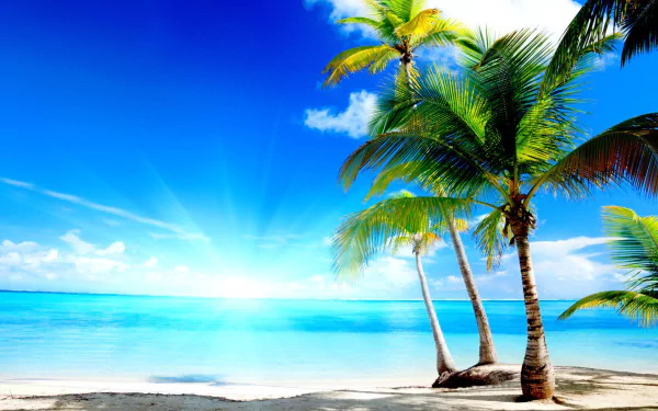 HD PC desktop wallpaper featuring a tropical beach with palm trees, white sand, and a clear blue sea under a bright sunny sky.