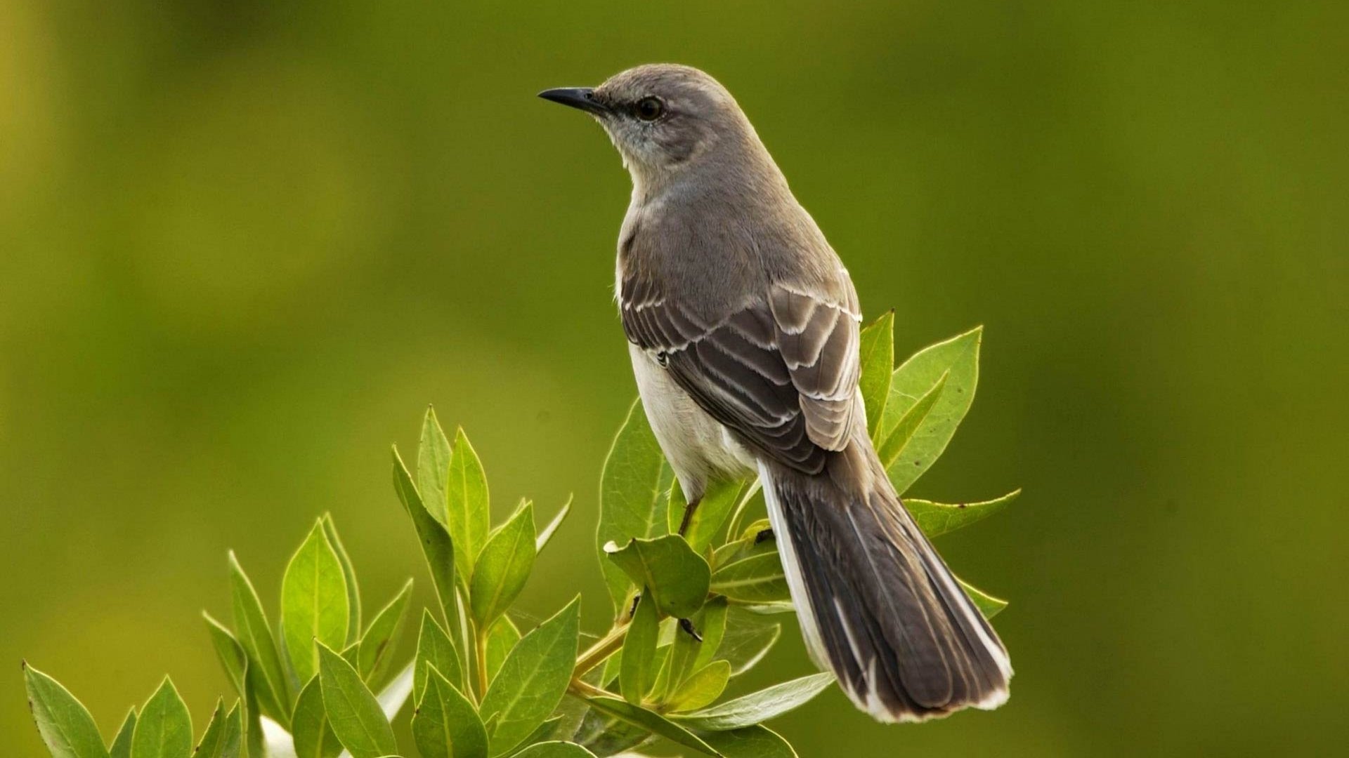 HD desktop wallpaper featuring a mockingbird perched on green foliage against a smooth green background.