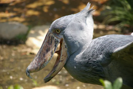 Animal Shoebill HD Desktop Wallpaper | Background Image