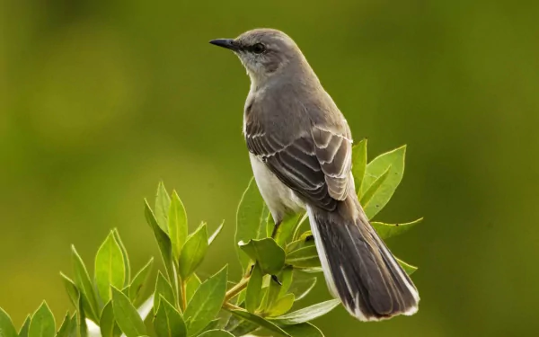 HD desktop wallpaper featuring a mockingbird perched on green foliage against a smooth green background.