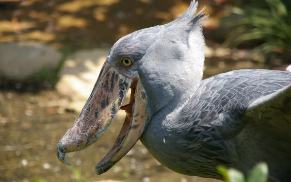 Animal Shoebill HD Desktop Wallpaper | Background Image