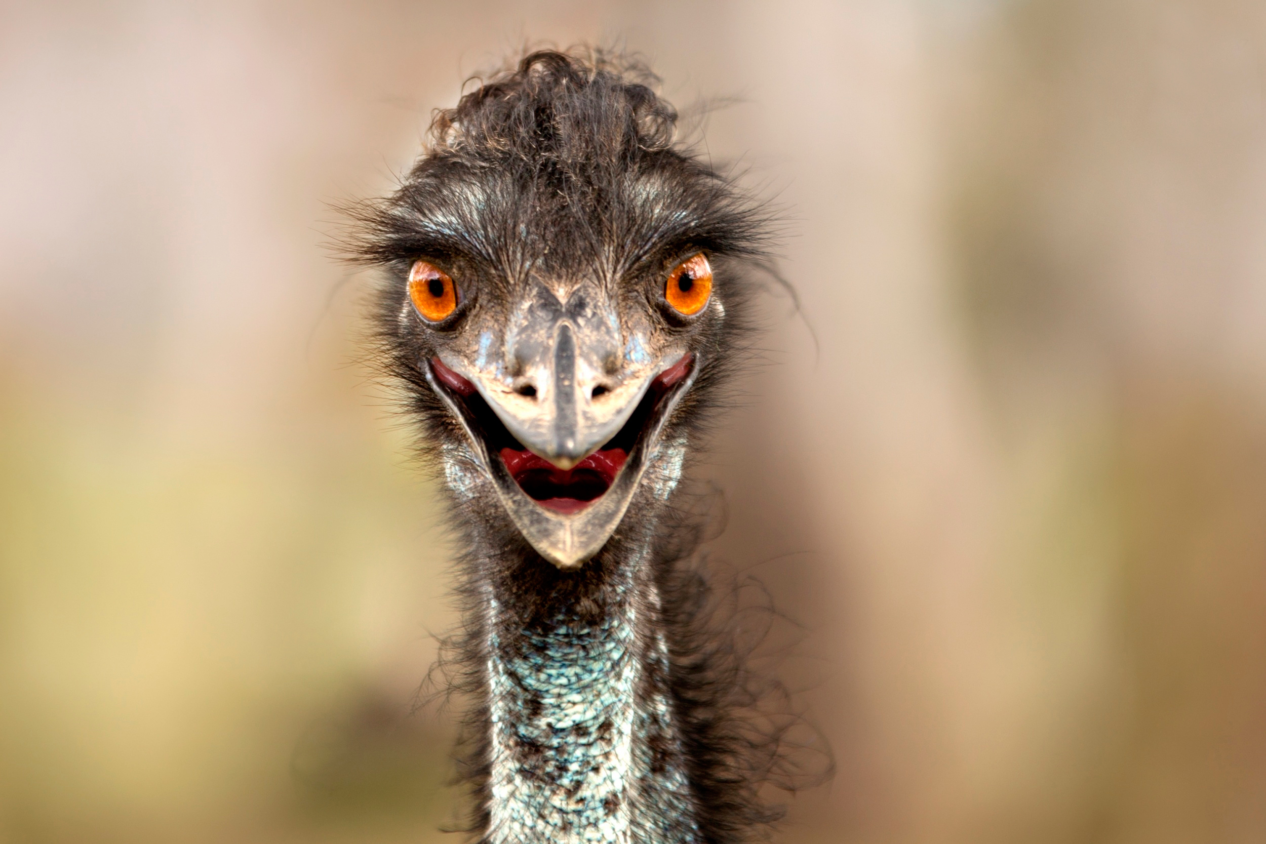Animal Emu HD Wallpaper | Background Image