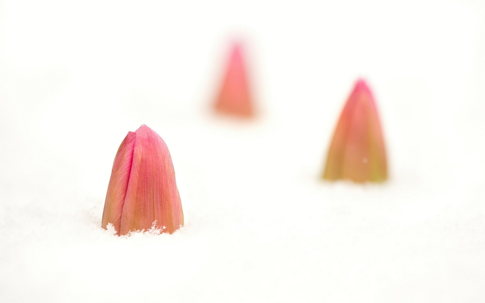 Download Nature Tulip HD Wallpaper