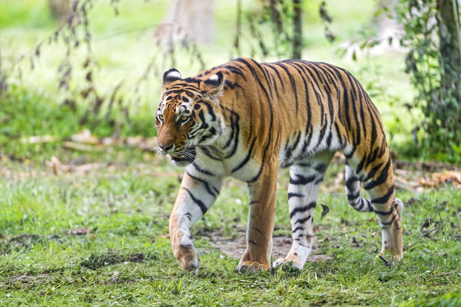 Majestic Tiger in 4K Ultra HD – Stunning Wildlife Wallpaper