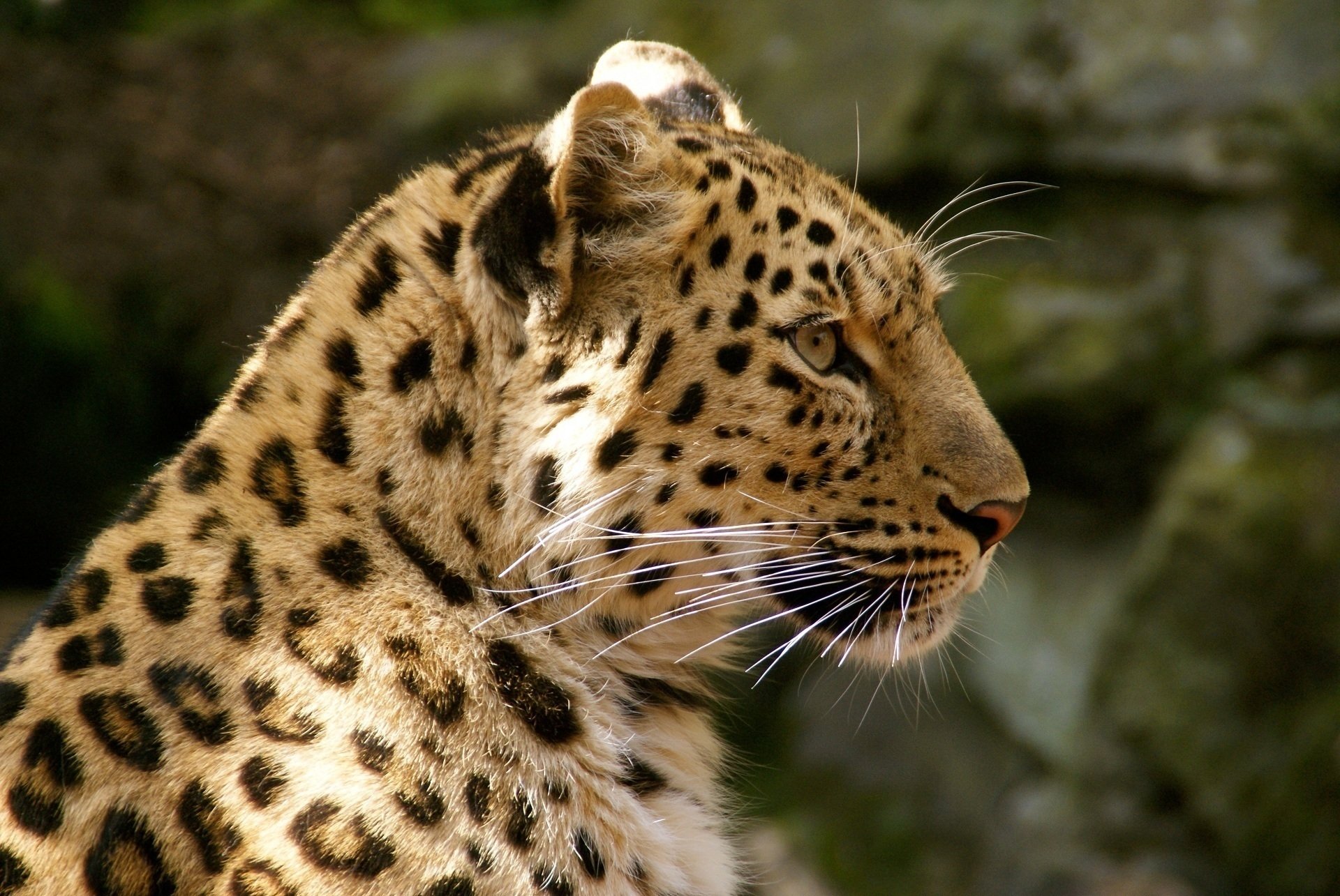 Download Animal Leopard HD Wallpaper