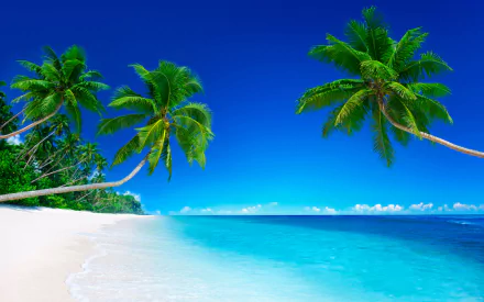 nature palm tree HD Desktop Wallpaper | Background Image