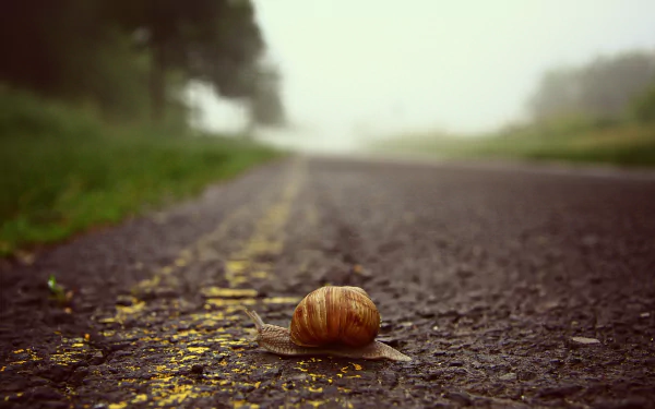 Animal snail HD Desktop Wallpaper | Background Image