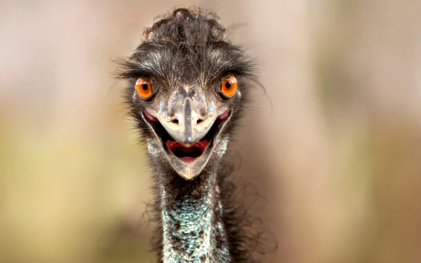 Close-up of an emu with bright orange eyes and a quirky expression, creating a vivid and engaging HD desktop wallpaper background featuring this unique animal.
