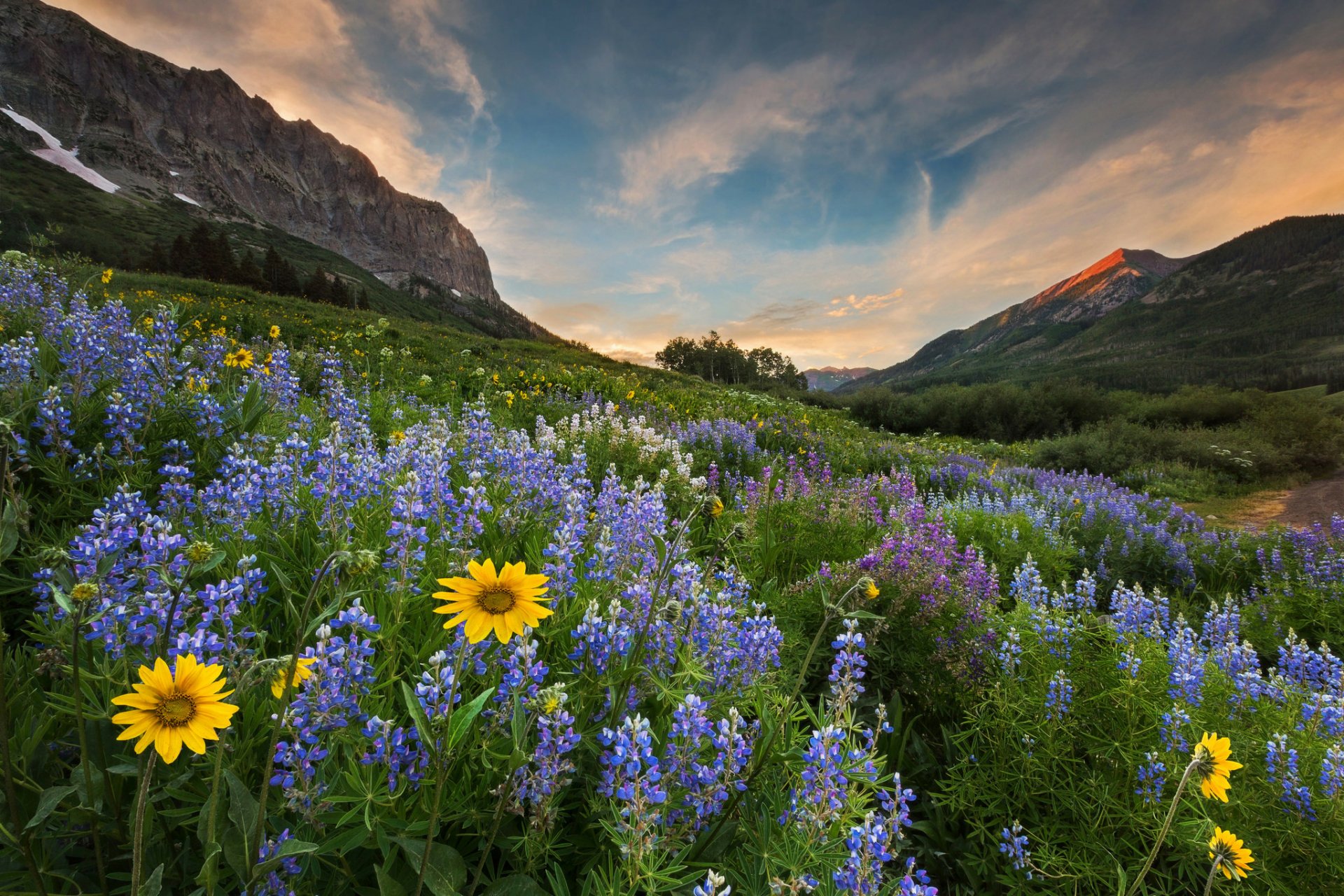 Wildflower Meadow Wallpaper Desktop