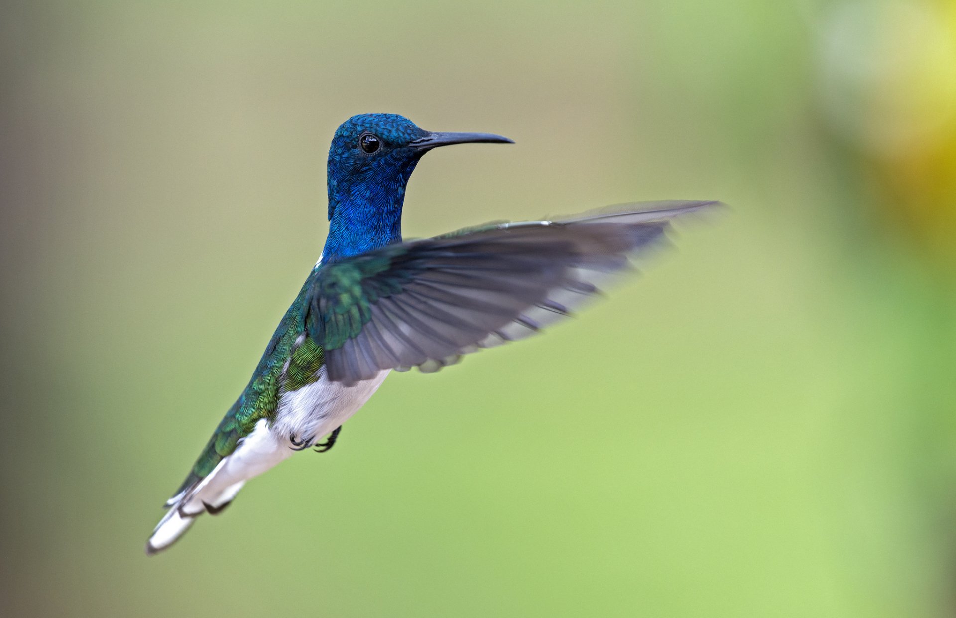 HD PC desktop wallpaper of an animal hummingbird — vibrant blue-green plumage frozen midflight against a soft green bokeh background.