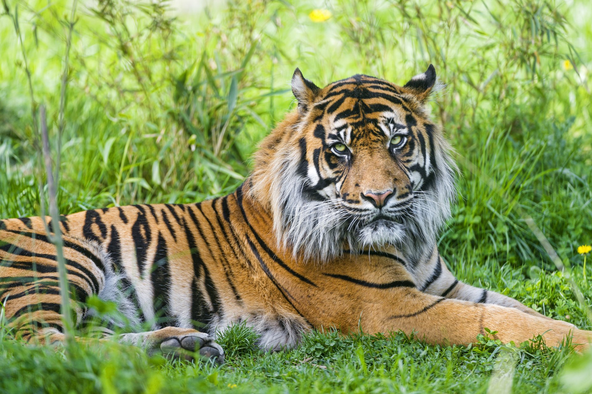 Download Grass Animal Tiger  4k Ultra HD Wallpaper