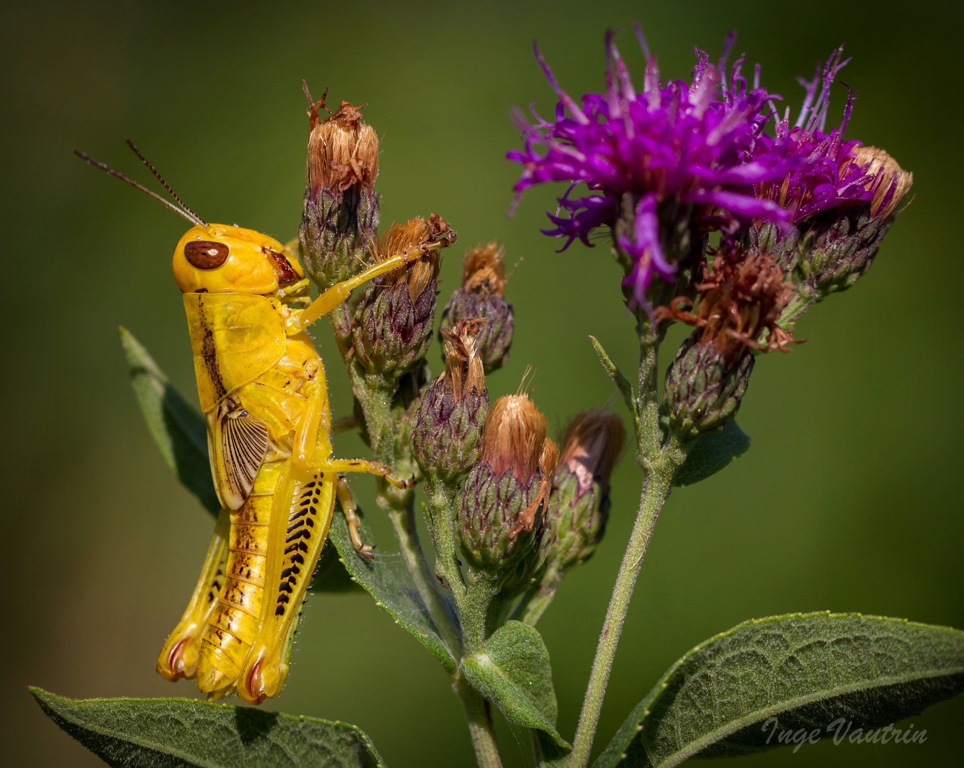 Animal Grasshopper HD Wallpaper