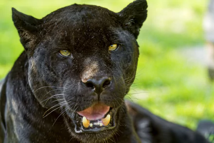 Close-up of a black panther with intense yellow eyes, captured in sharp detail as a 4K Ultra HD PC desktop wallpaper and background.