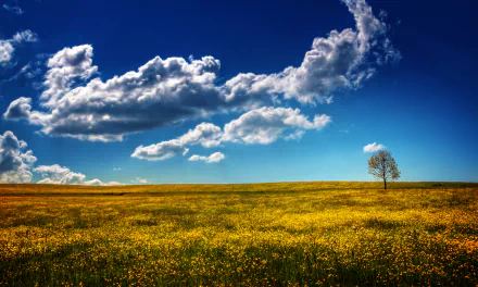 sky lonely tree nature cloud HD Desktop Wallpaper | Background Image