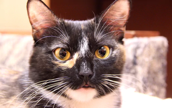 Close-up of a black-and-white tuxedo cat with golden eyes and whiskers, 2K Quad HD PC desktop wallpaper and background.
