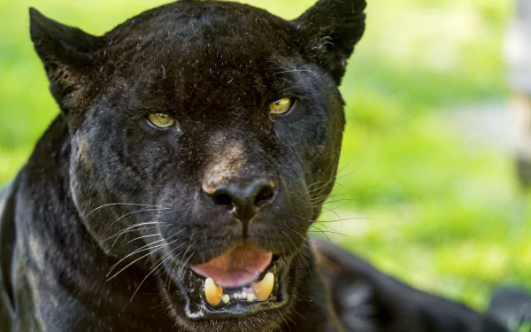 Close-up of a black panther with intense yellow eyes, captured in sharp detail as a 4K Ultra HD PC desktop wallpaper and background.
