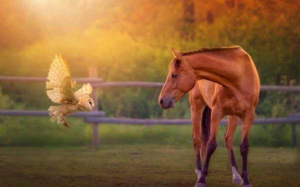 Animal Cute Horse Owl Bird HD Wallpaper | Background Image