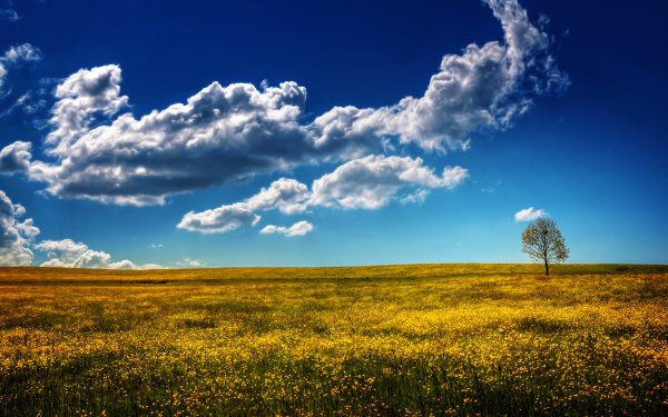 Earth Cloud Lonely Tree Sky HD Wallpaper | Background Image