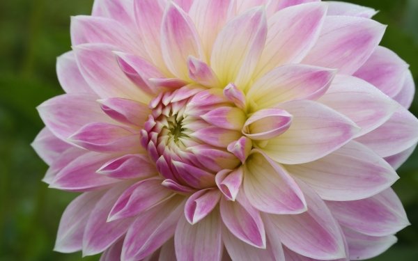 Earth Dahlia Flowers Flower HD Wallpaper | Background Image