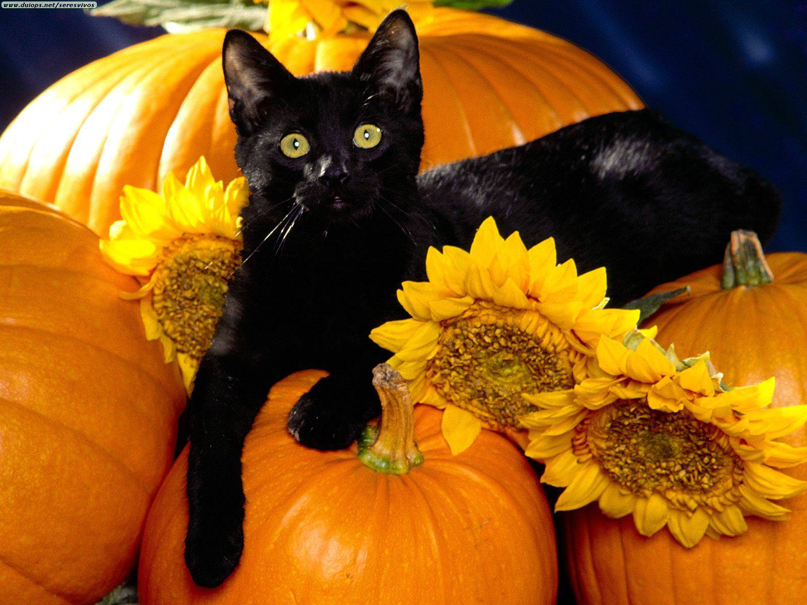 Black Cat Sitting on Pumpkins