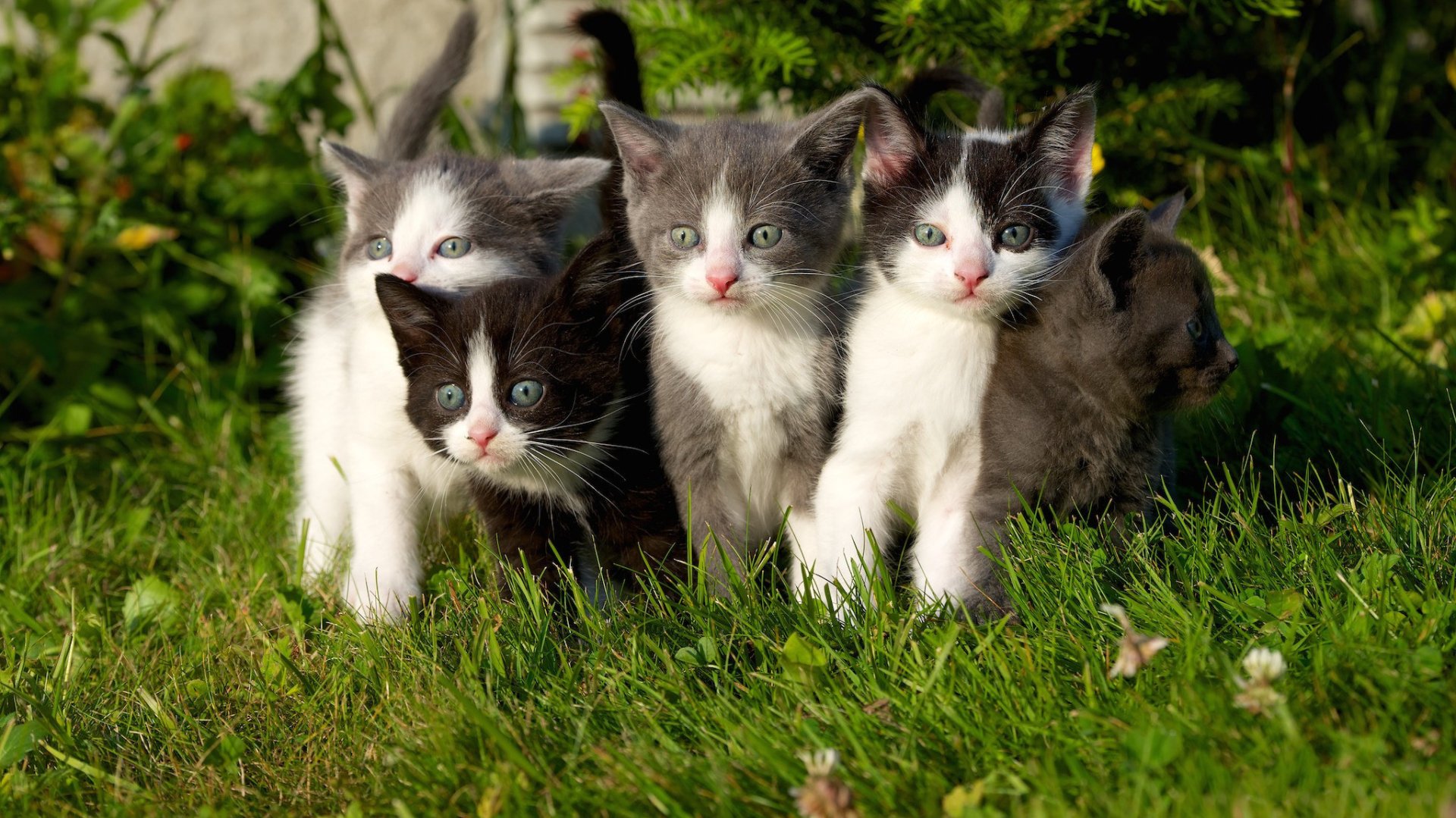 A group of five curious kittens standing on green grass, captured in a vibrant HD PC desktop wallpaper featuring animals, specifically cats.