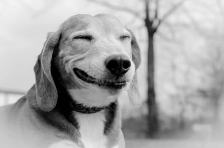 Black-and-white HD PC desktop wallpaper: smiling dog (animal) with eyes closed against a softly blurred outdoor background
